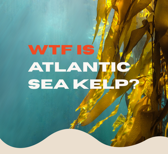 Atlantic Sea Kelp in Bodycare Products